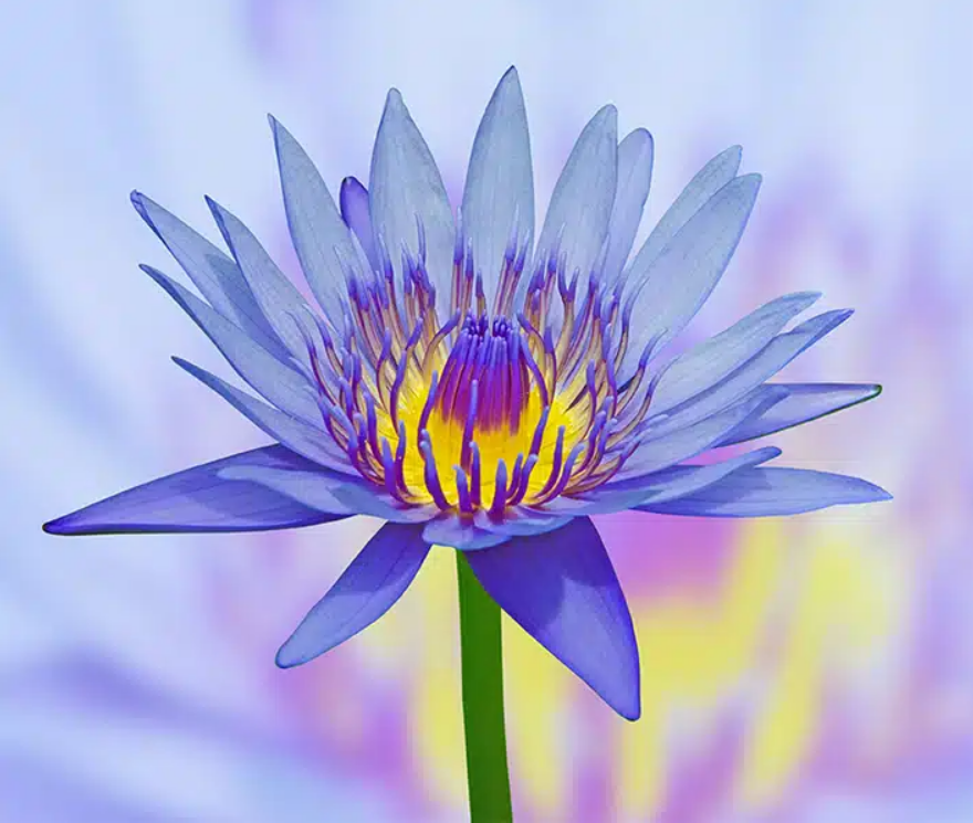 Blue Lotus Flower